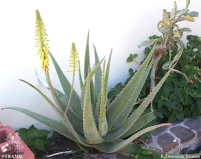 Aloe vera