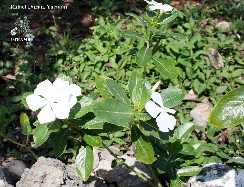 Catharanthus roseus | TRAMIL