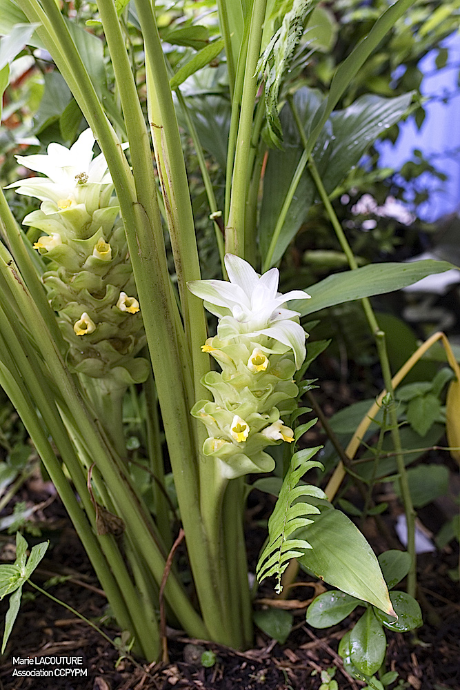 Curcuma longa | TRAMIL