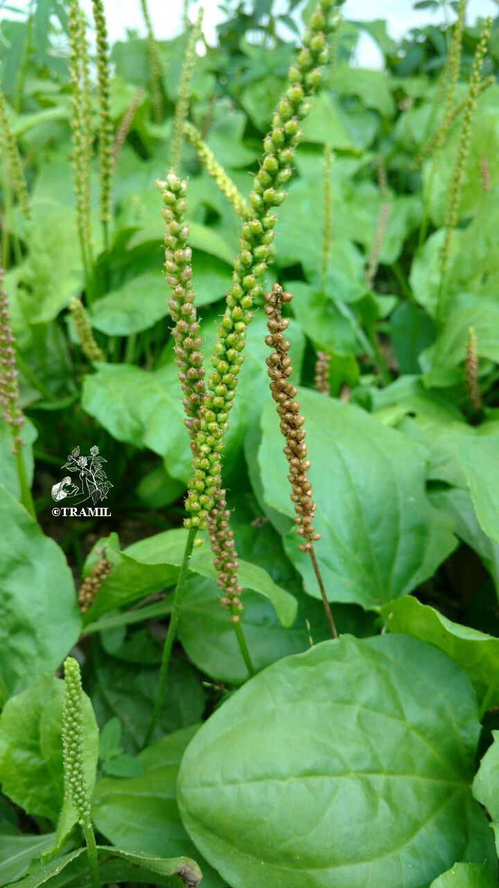 Plantago Major Control