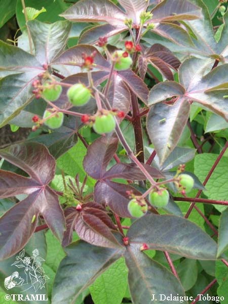 Jatropha gossypiifolia – Wikipédia, a enciclopédia livre