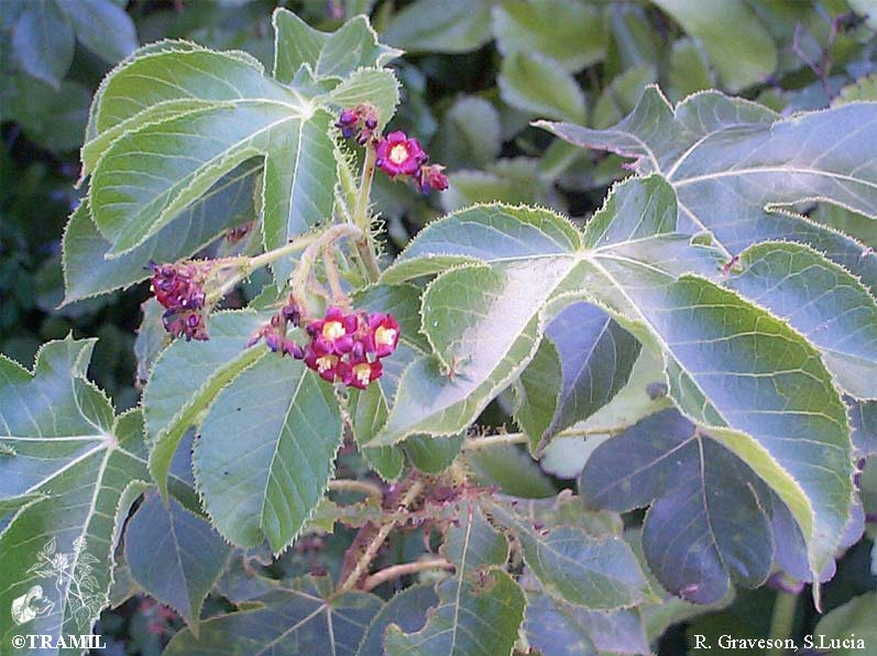 Jatropha gossypiifolia – Wikipédia, a enciclopédia livre