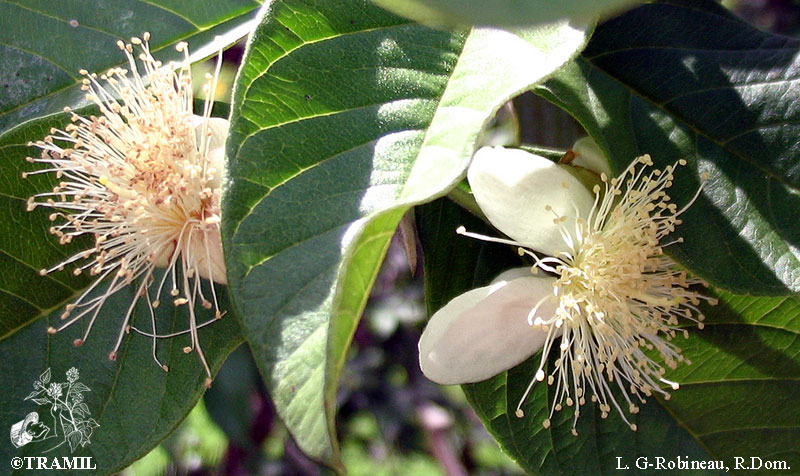 psidium guajava