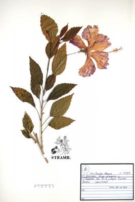 Lámina botánica, hibiscus