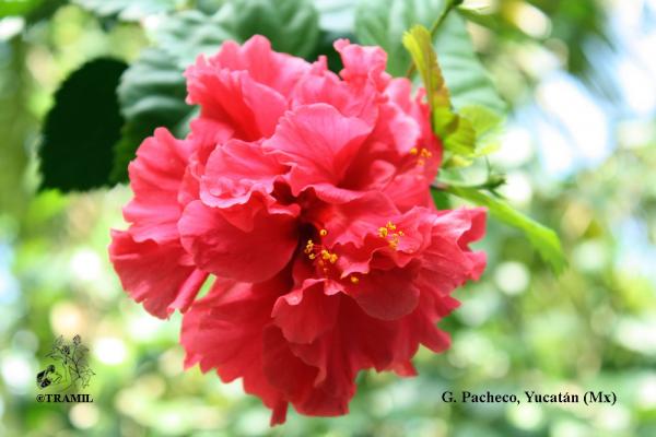 Lámina botánica, hibiscus, Flora y fauna