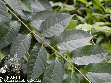 Taiúva (Maclura tinctoria) em 2023