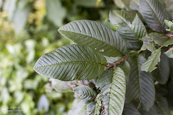 psidium guajava