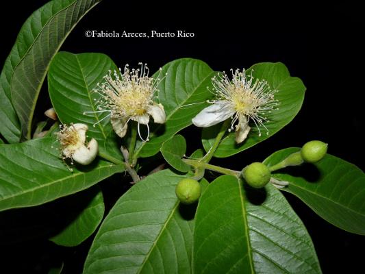 psidium guajava