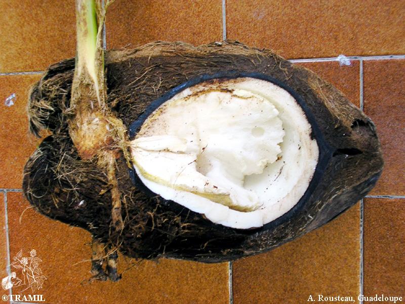 7 Ways to Use Coconut Oil for Skin Tightening, by Charles Omedo