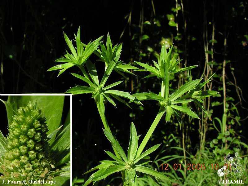 Eryngium foetidum TRAMIL