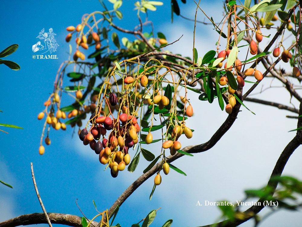 Simarouba glauca TRAMIL