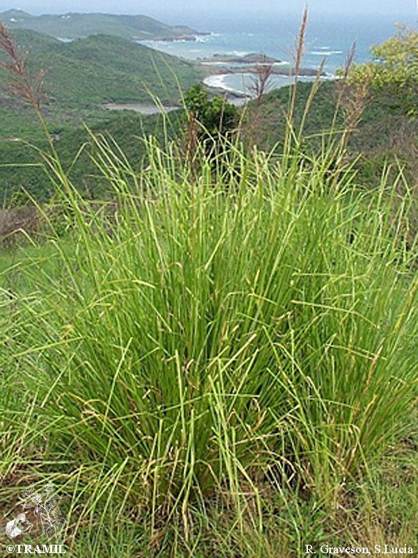 Chrysopogon zizanioides clearance